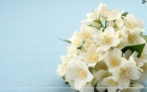 цветки жасмина