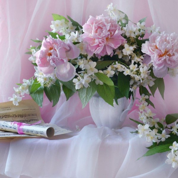 пионы валентины коловой