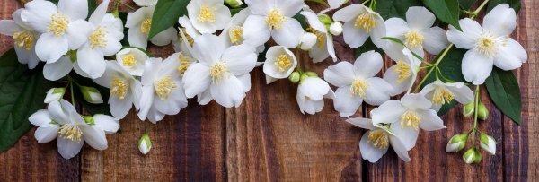 чубушник яблоневый цвет