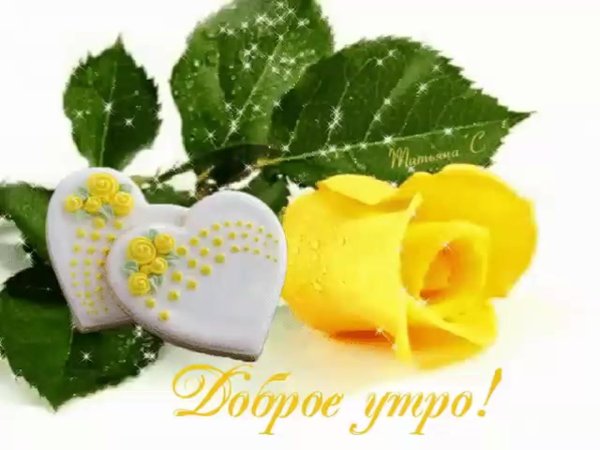 желтая роза