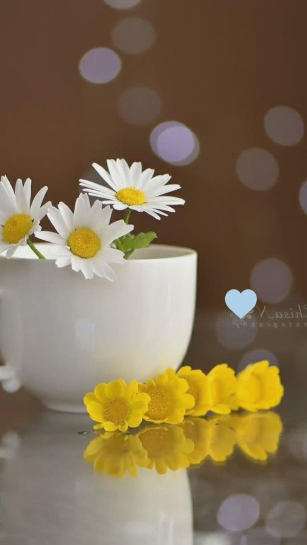 утренний букет ромашек