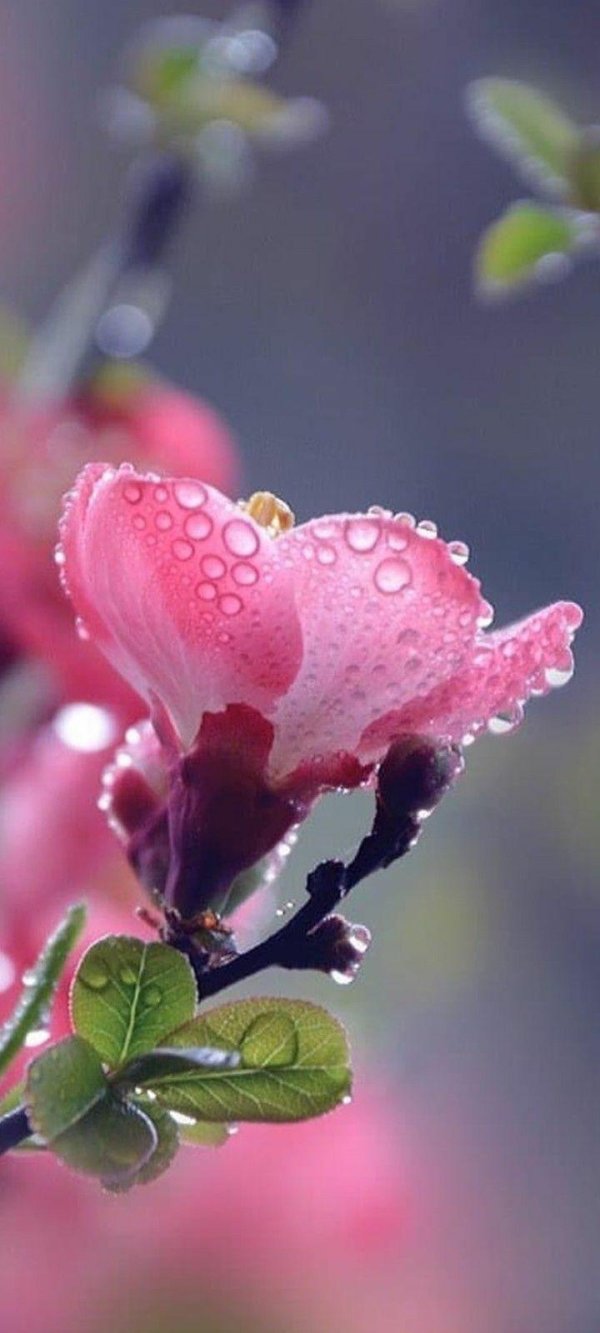 цветок красивый