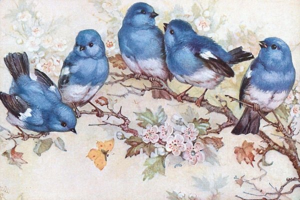 синие птички