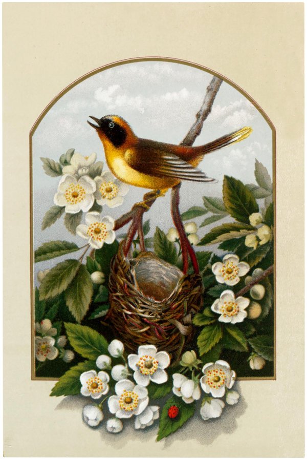 картины птиц