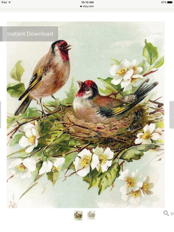 катарина кляйн акварель птички