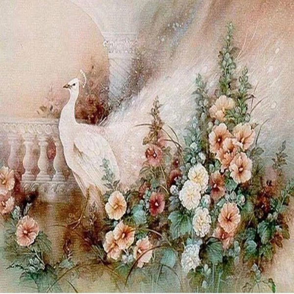 белые павлины