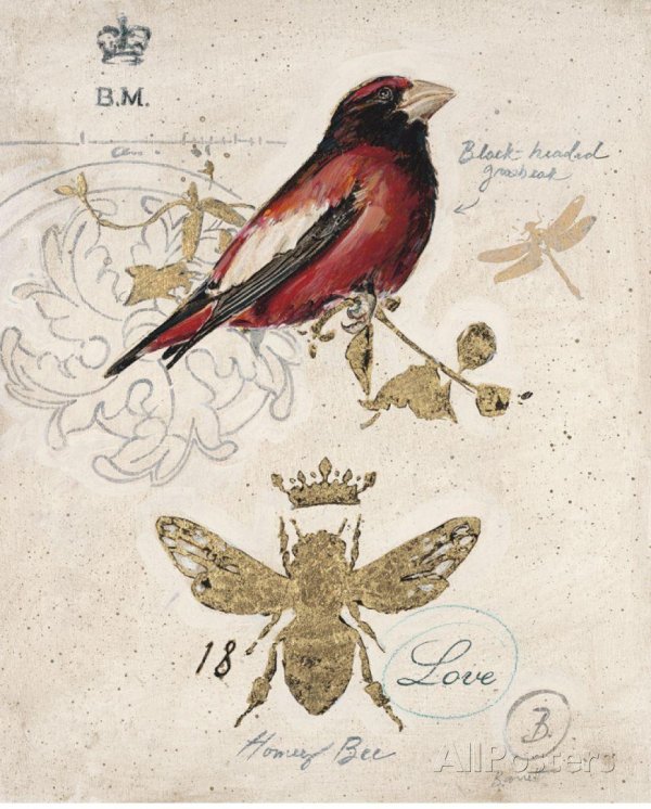 птица кардинал