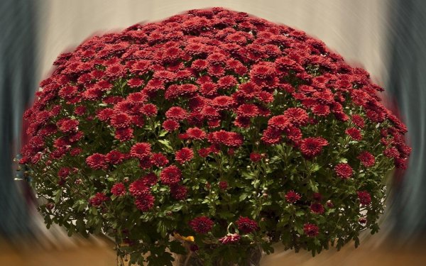 ампельная хризантема мультифлора