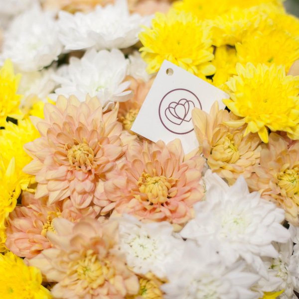 хризантема кустовая микс