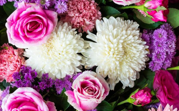 хризантема коко шанель