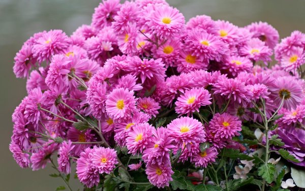 хризантема мультифлора брангала