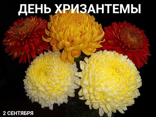 хризантема шаровидная одноголовая