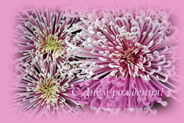 с днем рождения хризантемы