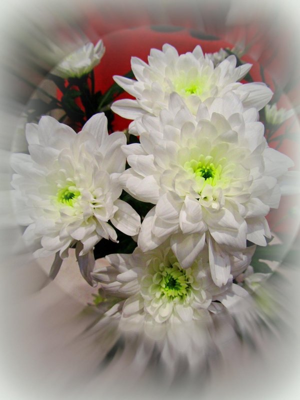 хризантема белый лебедь