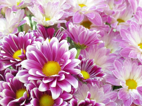 хризантема кустовая сиреневая