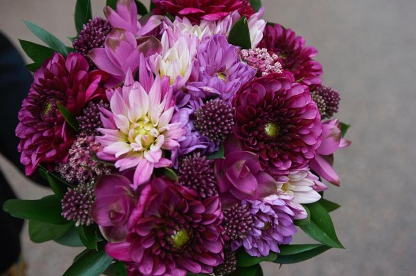 цинии георгины астры