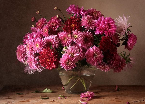 осенние цветы астры