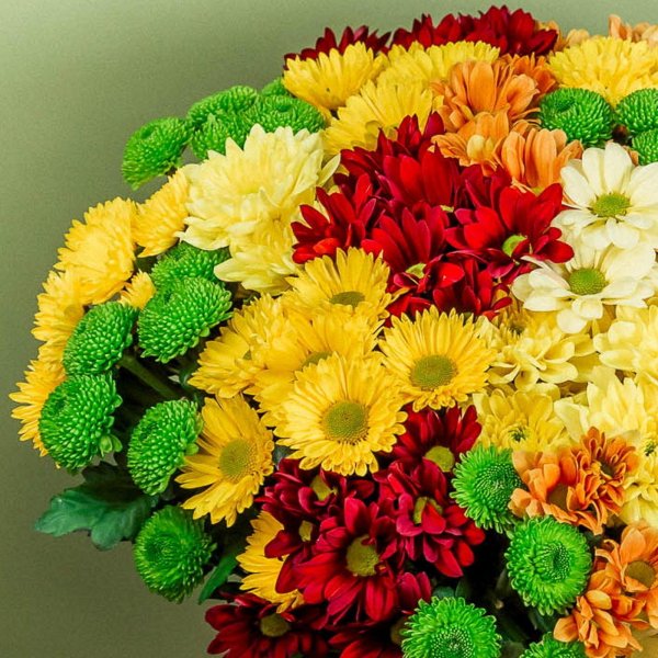 хризантема букетная торжество