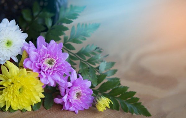 хризантема розмари