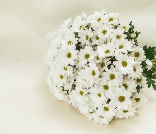 ромашковидная хризантема