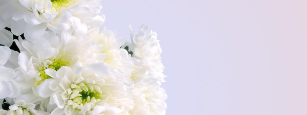 хризантема балтика уайт