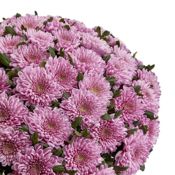 хризантема сантини ауринко