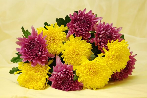 цветные хризантемы