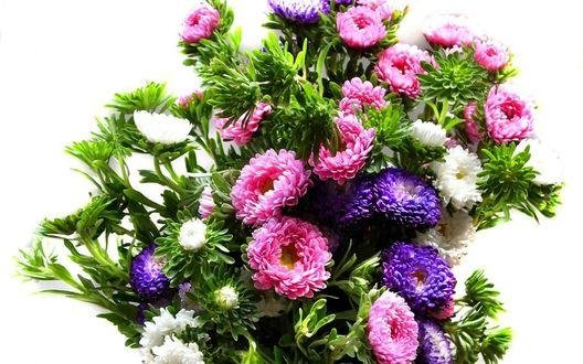 астра горизонтальная