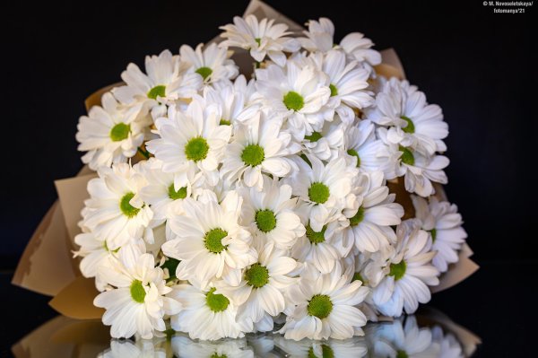 хризантема кустовая ромашковидная