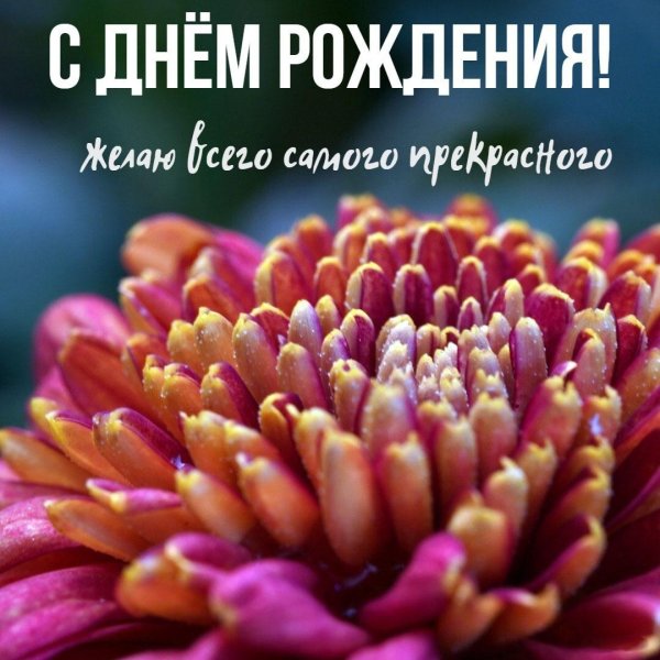 хризантема биколор флавер