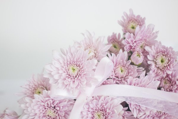 хризантема allouise pink