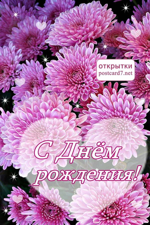 хризантемы открытка
