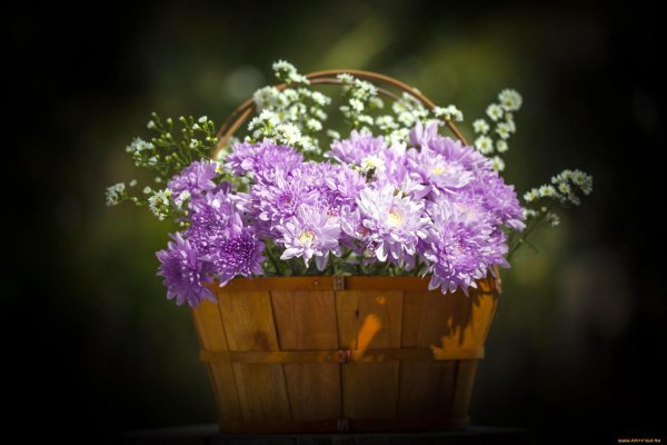 красивые букеты хризантем