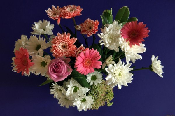 цветы герберы букет