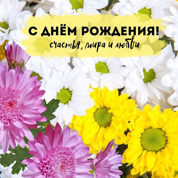 хризантема кустовая софтон