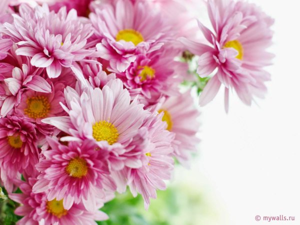 розовые хризантемы
