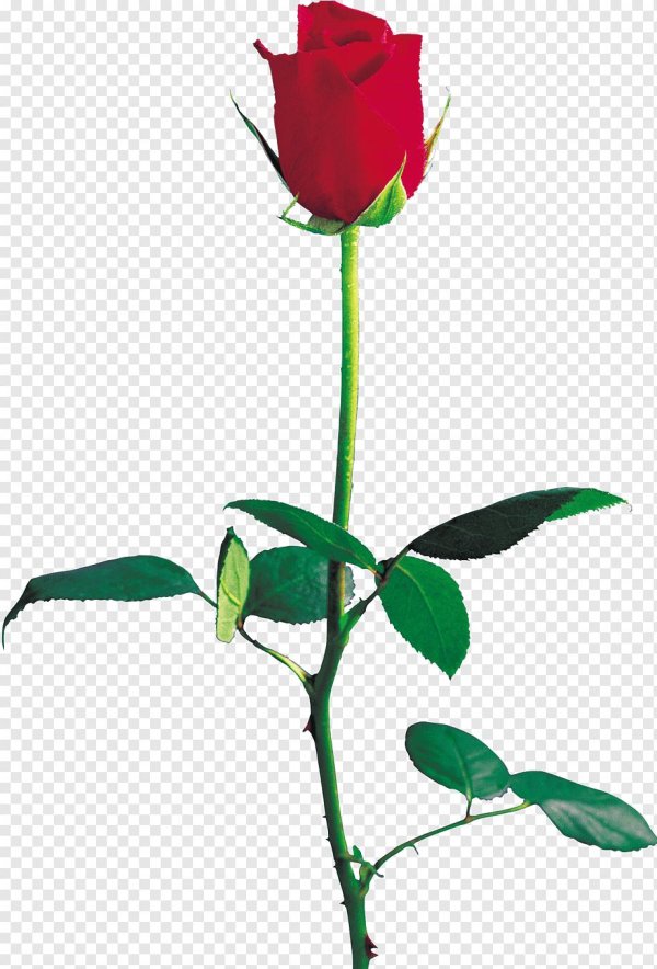 стебель цветка