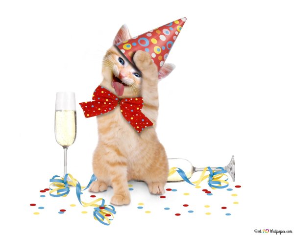 с днем рождения кот