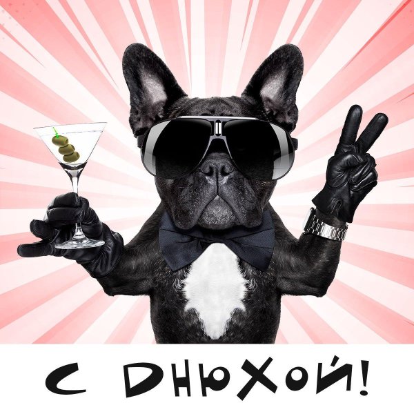 с днем рождения французский бульдог
