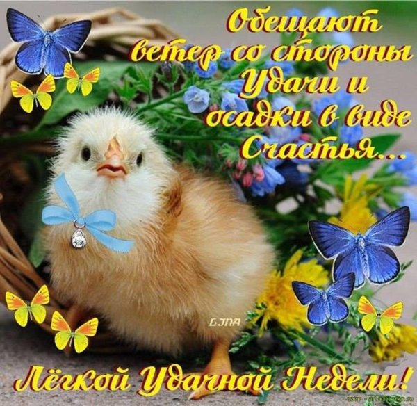 красивые цыплята