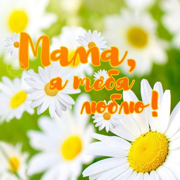 с ромашками