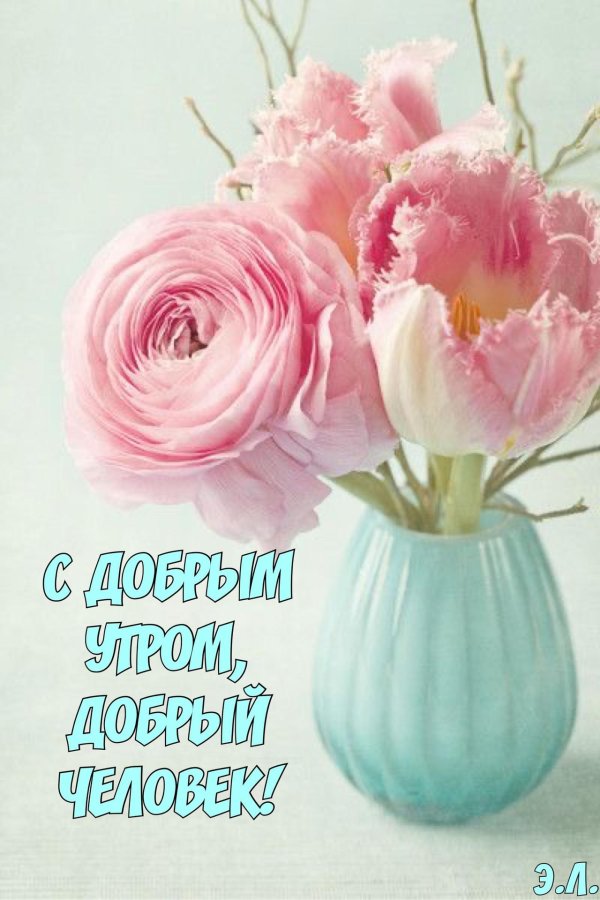 ранункулюс розовый