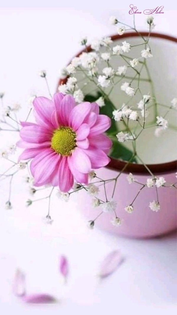 космея цветок