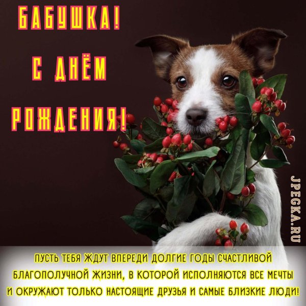 терьер джека рассела