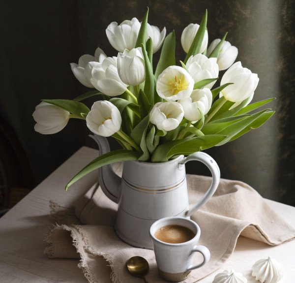 белые тюльпаны