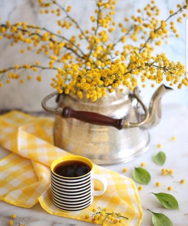 мимоза желтая