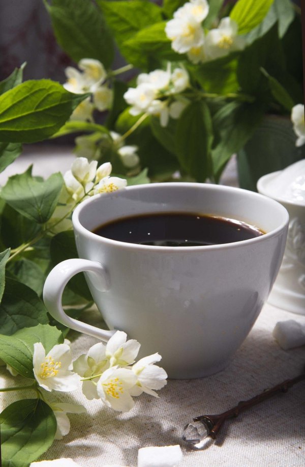 жасмин чайный растение