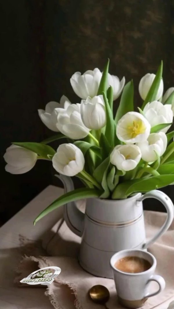 белые тюльпаны