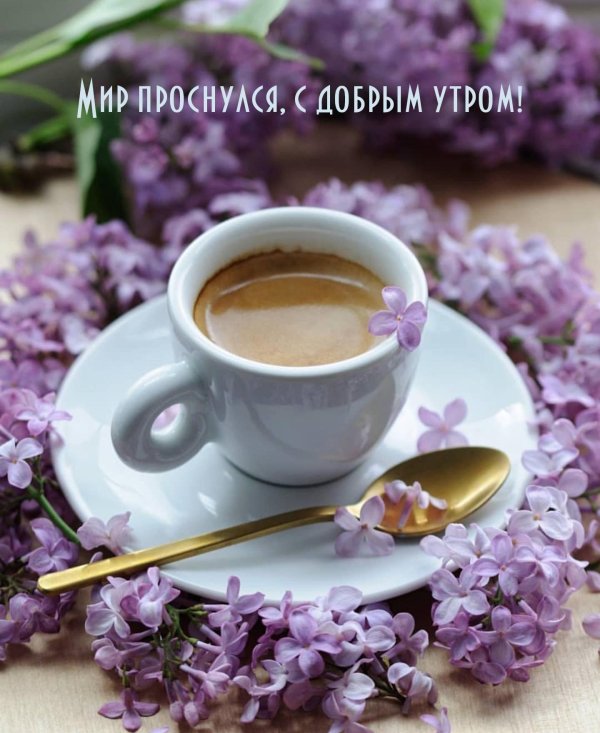 открытки с добрым утром сиреневые