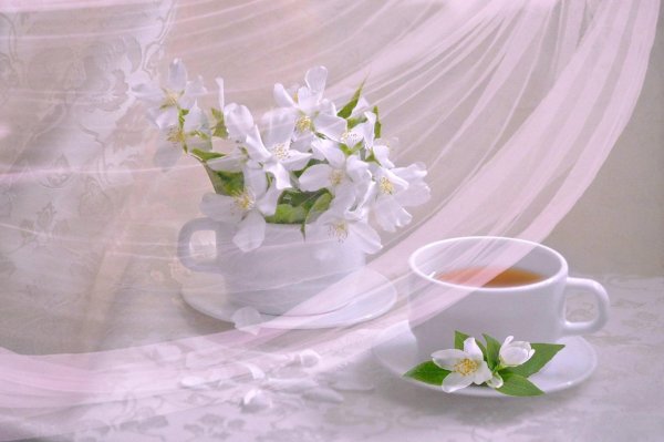 чай жасмин цветок